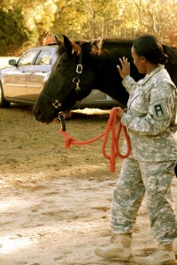 Horses healing the wounds of war